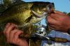 bass_reel.jpg
